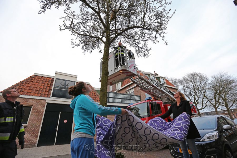 Kat door brandweer uit boom gered in Leidsebuurt Haarlem