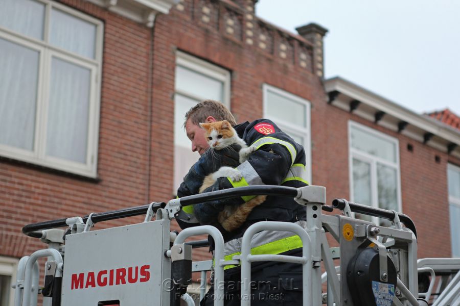 Kat door brandweer uit boom gered in Leidsebuurt Haarlem