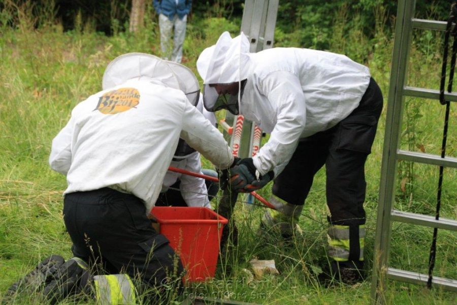 Brandweer schiet imker te hulp om bijenzwerm uit boom te halen